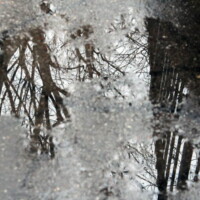 snow on trees